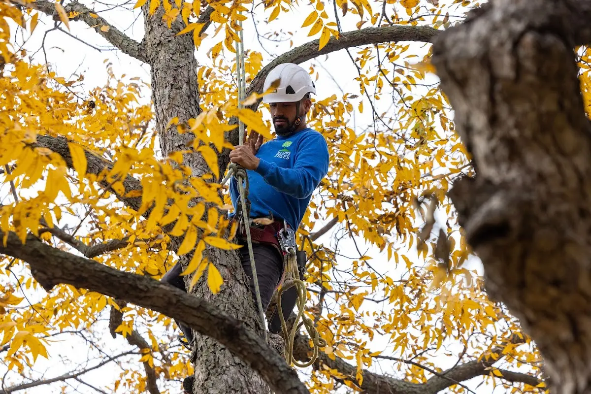 Skilled Tree Trimming crew working in Summerfield